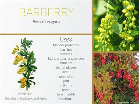 barberry supplement benefits.